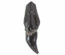 Fossil Odontocete (Toothed Whale) Tooth - Maryland #71108-2